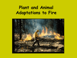 Adaptations of Plants/Animals to Fire