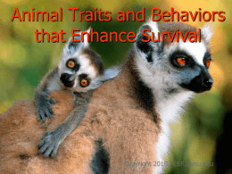 Animal Traits and Behaviors that Enhance