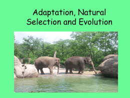 Adaptation, Natural Selection and Evolution