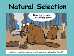 Natural selection and Selective Breeding PowerPoint