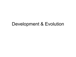 Development & Evolution ppt
