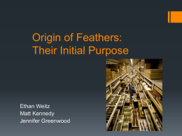 Origin of Feathers: Flight or Thermoregulation?