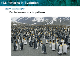 11.6 Patterns in Evolution