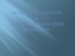 Pathways of Evolution and Creating Phylogenies