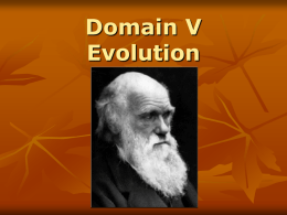 Domain V Evolution