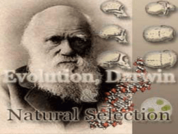 evolution and darwin honors ppt