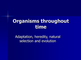 Organisms throughout time