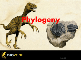 Phylogeny - Teaching Biology Project