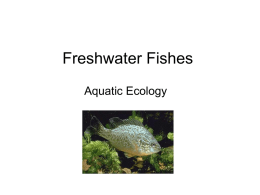 Why are there so many FW fish species?