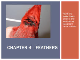 Feathers - WordPress.com