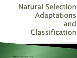 Adaptations / Classification
