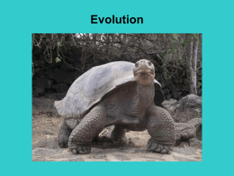 Evolution IS