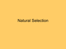 Natural Selection Examples