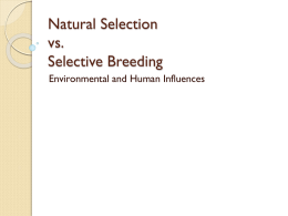 Natural Selection and Selective Breeding Notes