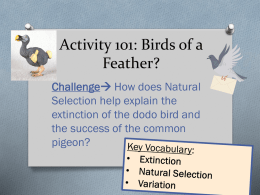 Activity 101: Birds of a Feather?
