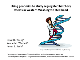 Using genomics to track hatchery effects