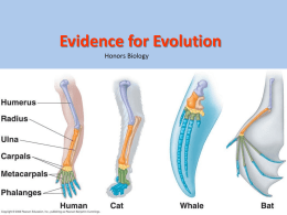 Evidence for Evolution - Ms Kim`s Biology Class
