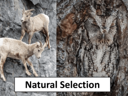 Natural Selection - RMC Science Home