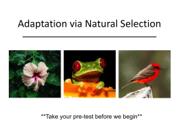 Sooty Selection PowerPoint