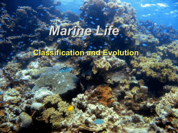 Marine Life - SeaSciSurf