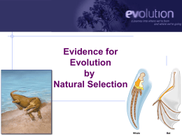 Darwin`s Evidence for Evolution