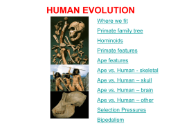 Human evolution 1x