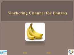 Marketing Channel for Banana