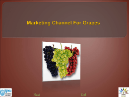 MARKETING CHANNEL FOR GRAPES