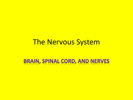 The Nervous System - Plain Local Schools