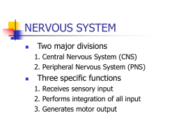 nervous system - De Anza College