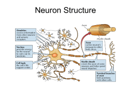 Cognitive neuroscience lecture