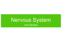 nervous system A