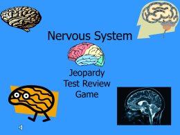 nervous system jeopardy