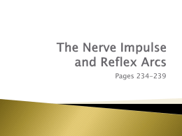The Nerve Impulse and Reflex Arc