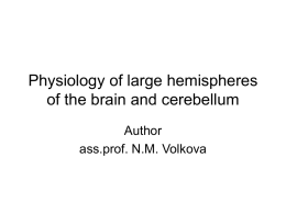 1.3 Physiology large hemispheres cerebellum