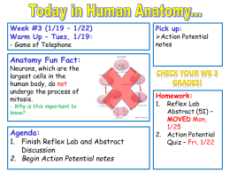 Action Potential or Nerve Impulse