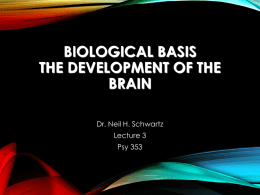 Biological Bases The Development of the Brain