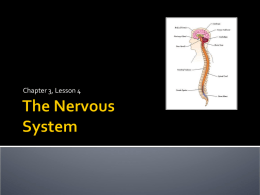 The Nervous and Integumentary Systems