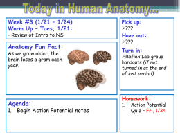 Action Potential Riddle Quiz