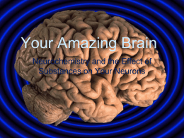 Your Amazing Brain