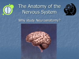 PSYC465 - neuroanatomy