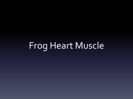 Frog Heart Muscle