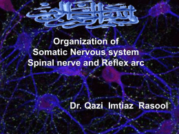 Organization of Somatic Nervous system, Spinal nerve and Reflex arc