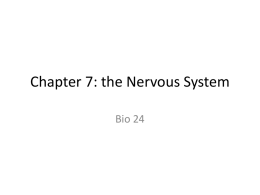 Chapter 7: the Nervous System