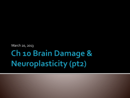 Ch 10 Brain Damage & Neuroplasticity (pt2)