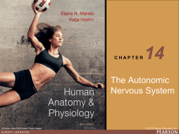 3 Lec 5 NS4 - Autonomic Nervous System V9