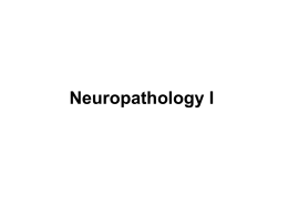 neuropathology01web