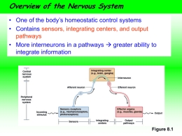 Neuron Structure and Function