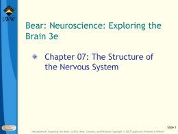 Chapter 07: The Structure of the Nervous System