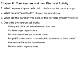 Chapter 11: Your Neurons and their Electrical Activity